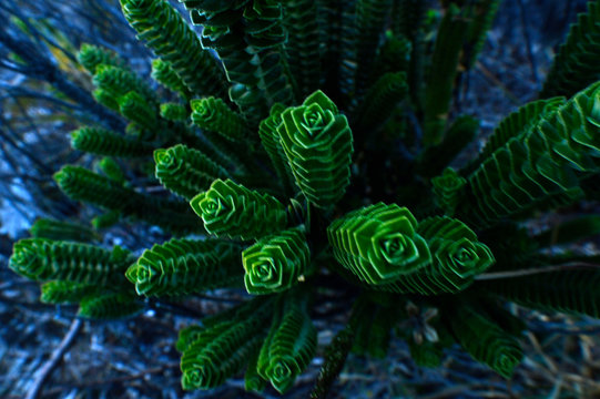 Plantas del paramo