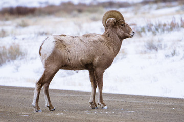 Bighorn Sheep in Winter on Road