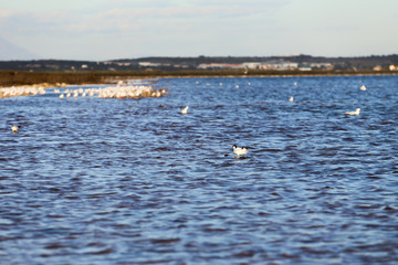 Lot of sea gulls seat on salt lake 