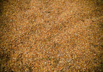 Corn in grain