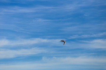 seagull in blue sky 