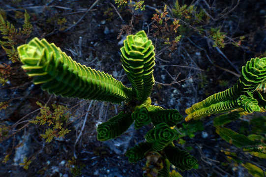 Planta del paramo