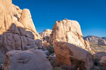 Fototapeta premium Joshua Tree