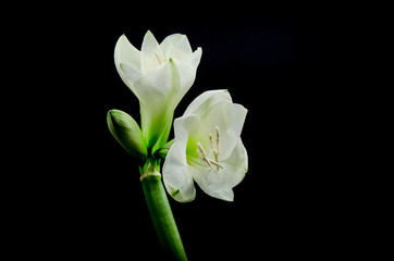 Beautiful white Amaryllis flower appearing from a black background shot in a studio with lighting from above