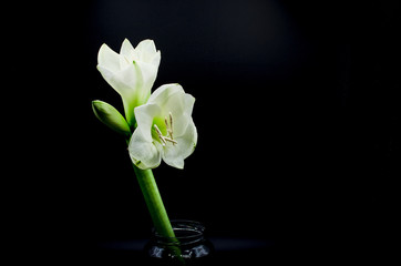 Beautiful white Amaryllis flower appearing from a black background shot in a studio with lighting from above