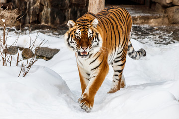 beautiful panthera tigris on a snowy road