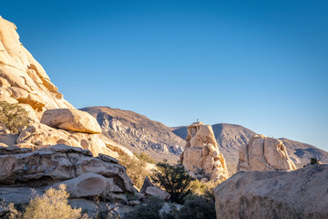 Obraz premium Joshua Tree