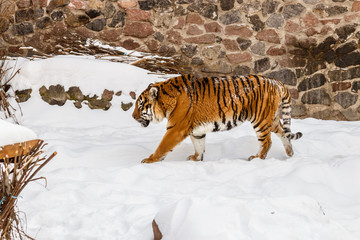 Fototapeta premium beautiful panthera tigris on a snowy road