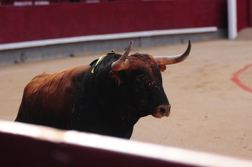 toro, toros, bull, fiesta brava, peto, picador, las ventas, san isidro, puya,