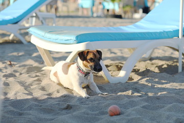 Jack russel on beach holding the ball