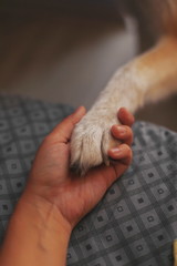 Dog paw in a hand