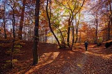 A man walks on the path in the woods, on an autumn afternoon.