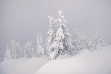 Winter foggy day in Karpaty mountains, Ukraine.