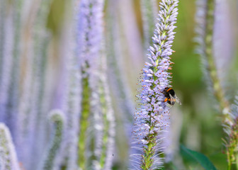 Flower Veronica Virginica