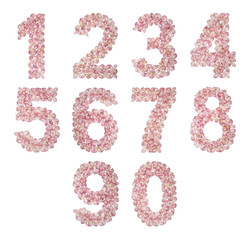 Set of arabic numbers, natural hydrangea flowers, isolated on white background