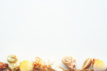 shell frame on white background.with copy space
