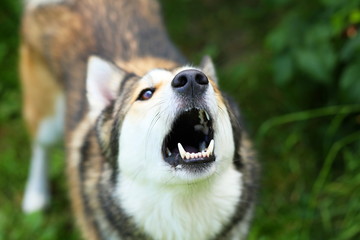 Black nose and white teeth of big dog, which barking at you. Macro