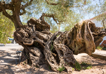 Giant very old olive tree in Greece