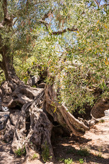 Fototapeta na wymiar Giant very old olive tree in Greece