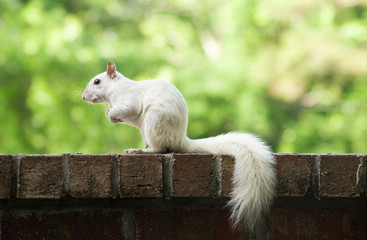 White Leucistic Squirrel on a Brick Ledge of Patio