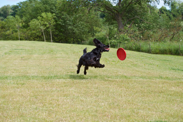 A dog plays frisbee