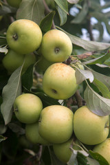 Apples Growing on Tree
