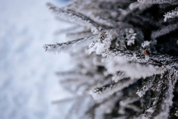 detail of pine needle frost in winter
