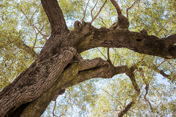 Fototapeta na wymiar Giant very old olive tree in Greece