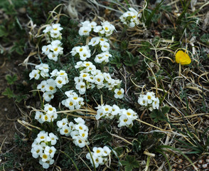 White small flowers Chamaerhodos, Tibet, China