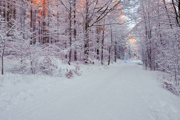 Romantischer Winterwald verschneite Bäume
