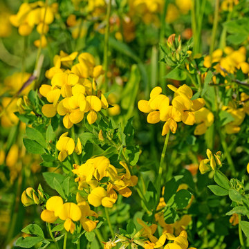 Blühender Hornklee, Lotus Corniculatus