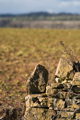 traditional overgrown English dry stone wall with brambles and
