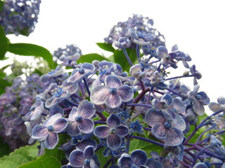 初夏の花