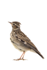 Wood Lark (Lullula arborea) isolated