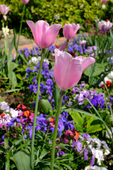 Obraz na płótnie Canvas tulipes au milieu des fleurs
