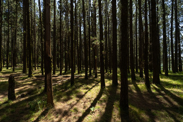 Highland forest (over 2000 meters). Background from pine trees. Tenerife. Canary Islands. Spain.