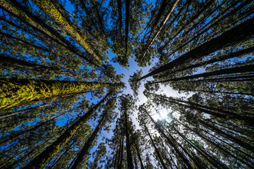 The sky through relict pines in the highland forest (more than 2000 meters). Tenerife. Canary...