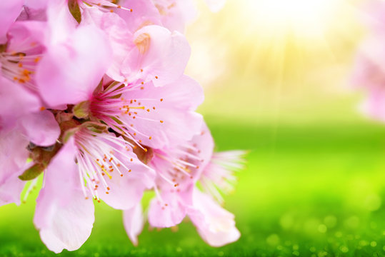 Beautiful cherry blossoms closeup with blurred sunny green background
