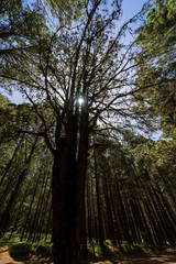 Highland forest (over 2000 meters). Background from pine and eucalyate trees. Tenerife. Canary Islands. Spain.