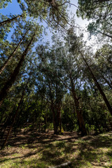 Highland forest (over 2000 meters). Background from pine and eucalyate trees. Tenerife. Canary Islands. Spain.