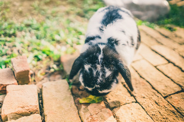 The cute rabbit is resting in the afternoon.