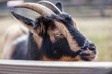 Fototapeta premium Closeup of goat head seen through fence.