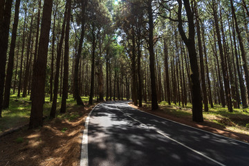 The road through the mountain forest (more than 2000 meters). Tenerife. Canary Islands. Spain.