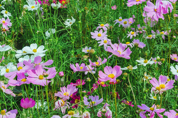 Colorful of Sulfur Cosmos flowers on a rack decorate in park.