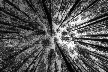 The sky through relict pines in the highland forest (more than 2000 meters). Tenerife. Canary Islands. Spain. Black and white.