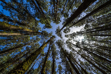 The sky through relict pines in the highland forest (more than 2000 meters). Tenerife. Canary Islands. Spain.