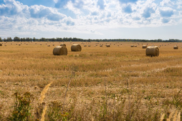 Fototapeta premium Mown field with stubble and rolls of hay on a sunny autumn day.