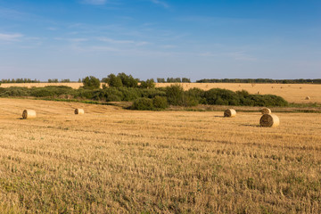 Fototapeta na wymiar Mown field with rolls of hay and a ravine with green vegetation on a sunny day.