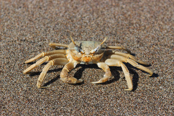 big-eyed crab on the sand