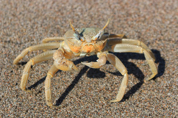 big-eyed crab on the sand